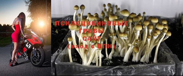 прущие грибы Саяногорск